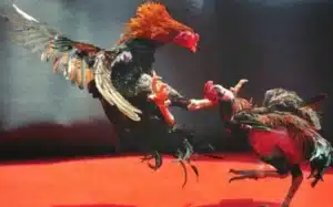 Mỗi ngày âm lịch đều sở hữu một năng lượng khác nhau, ảnh hưởng đến gà đá