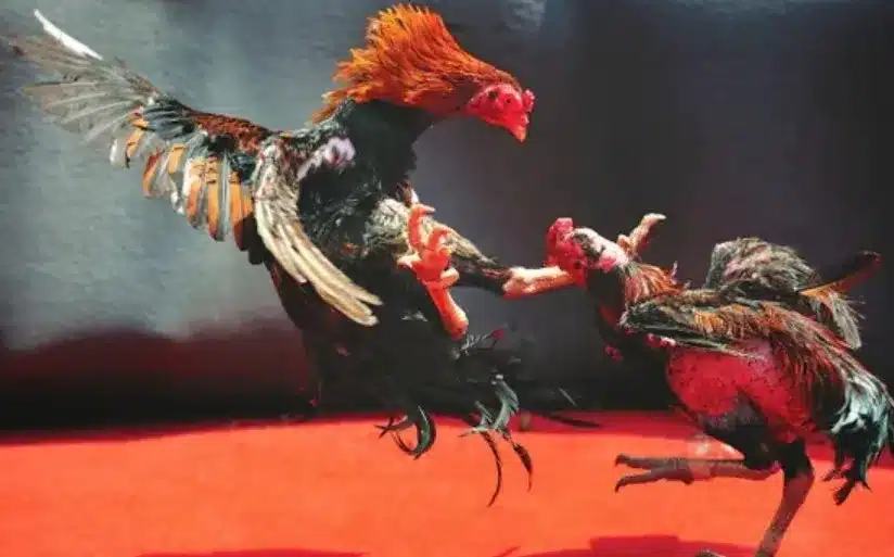 Mỗi ngày âm lịch đều sở hữu một năng lượng khác nhau, ảnh hưởng đến gà đá