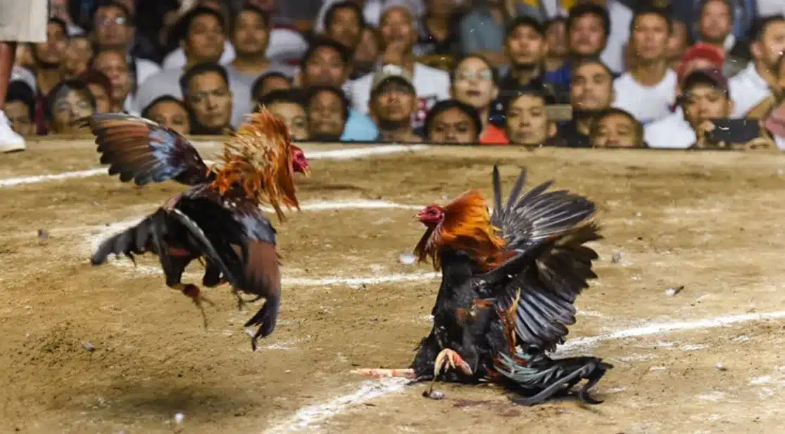 Việc hiểu rõ 80 màu mạng gà đá vô cùng hữu ích trong ứng dụng cá cược đá gà